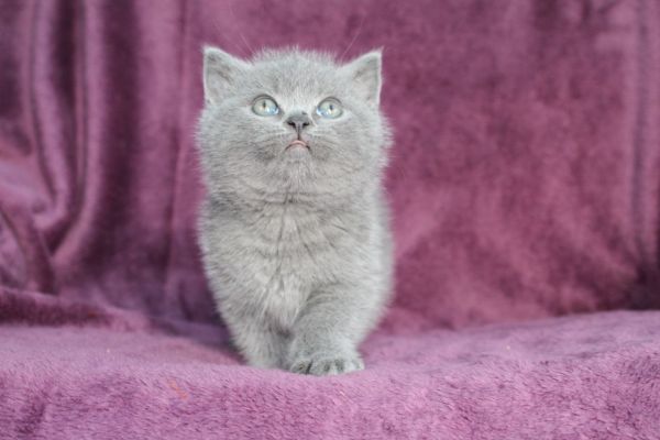 British Shorthair Kittens Text (***) ***-***9