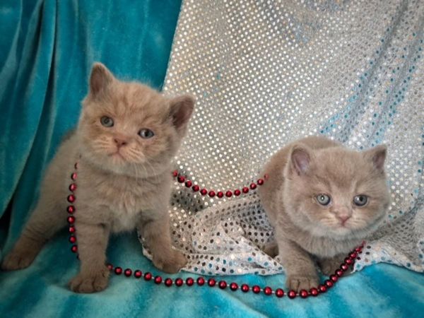 British Shorthair Pedigree Kittens Text us on (***) ***-***9