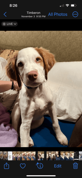 Brittany Spaniel