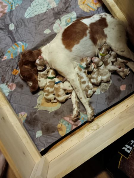 AKC Champion American Brittany's