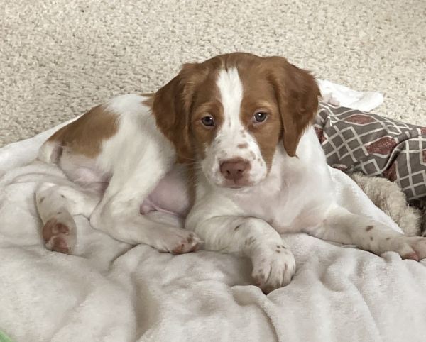 Brittany Puppies for Sale Kalamazoo Michigan