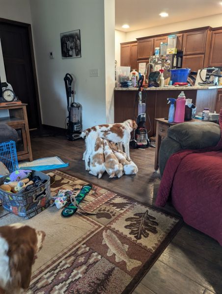 Tails doc. Declaws removed first shots