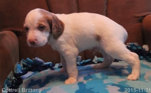 Brittany puppies