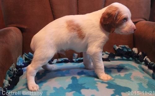 Male And Female Brittany Babies For Rehoming