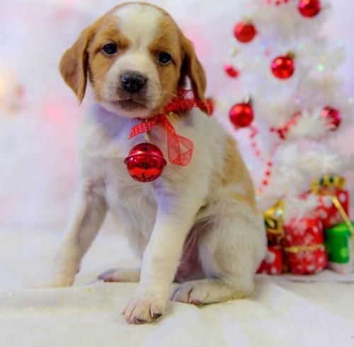 Wise brittany pups for sae