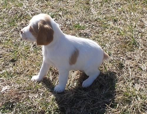 Brittany Puppies Ready For Good Homes