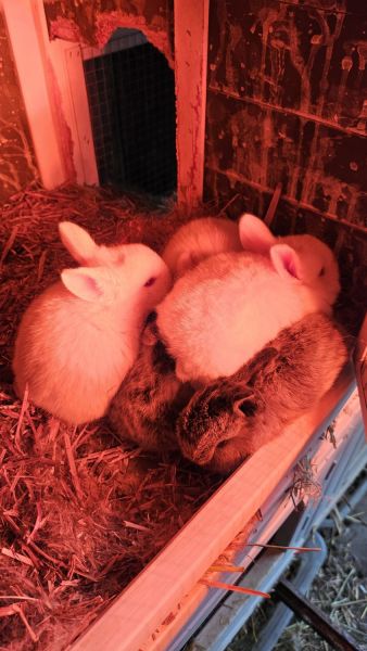 Baby bunnies