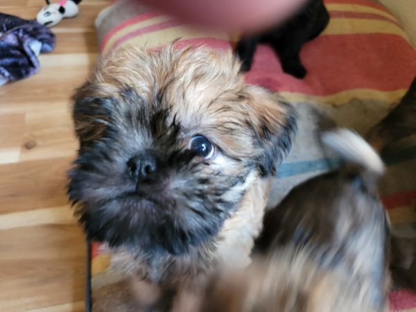 Brussels Griffon