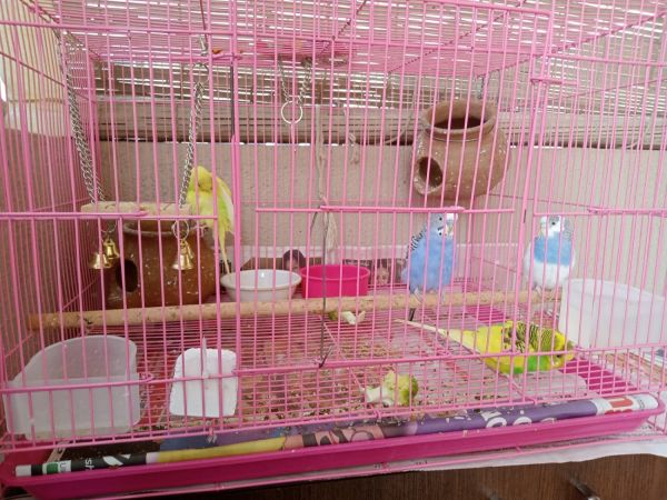 Budgies for Sale