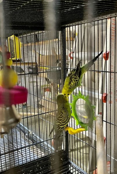 Green pair needs new home