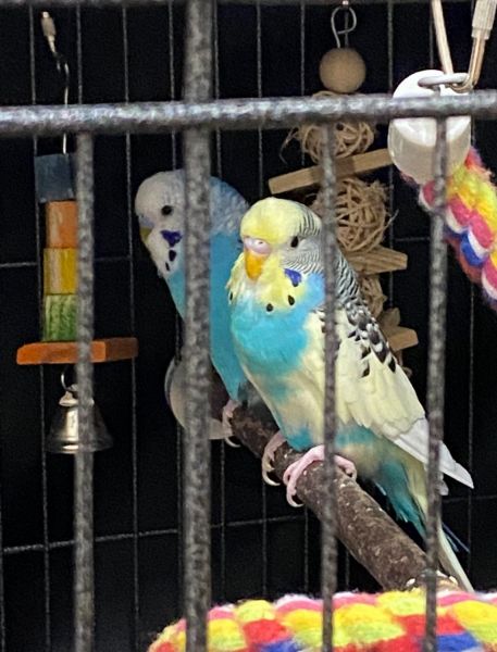 2 male parakeets with cage and toys