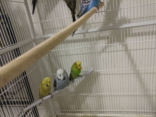 English budgies for sale nj