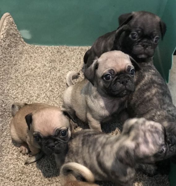 Pug/ Boston (Bugg) puppies