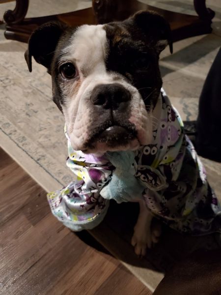 Rehoming bullterrier