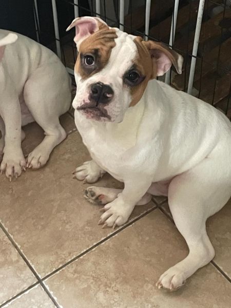 Bull terrier puppies