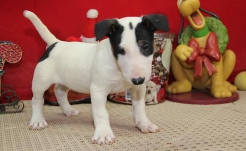 English Bull Terrier puppies for sale