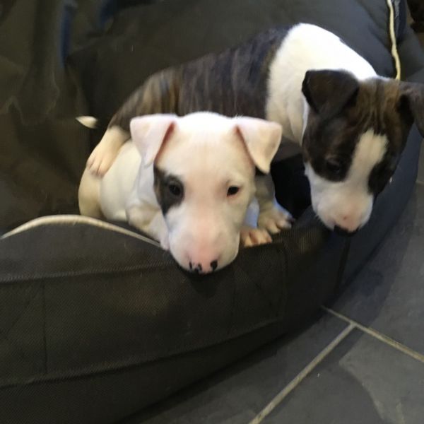 English Bull Terrier Puppies