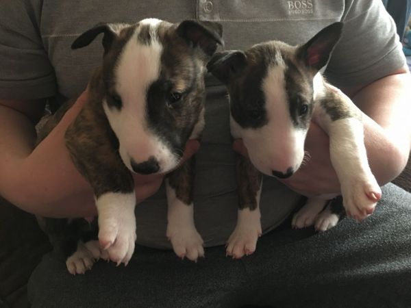 English bull terrier