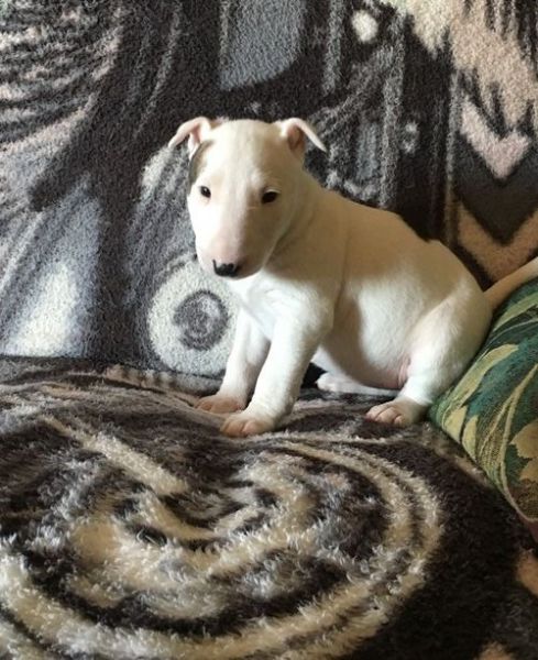 AKC Bull Terrier Puppies Ready. Text ((***) ***-***7
