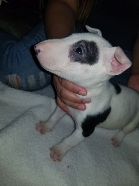 Bull terrier puppies