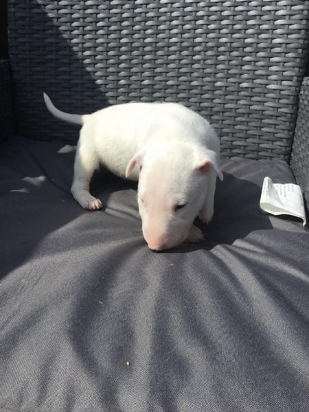 stunning English bull terrier puppies