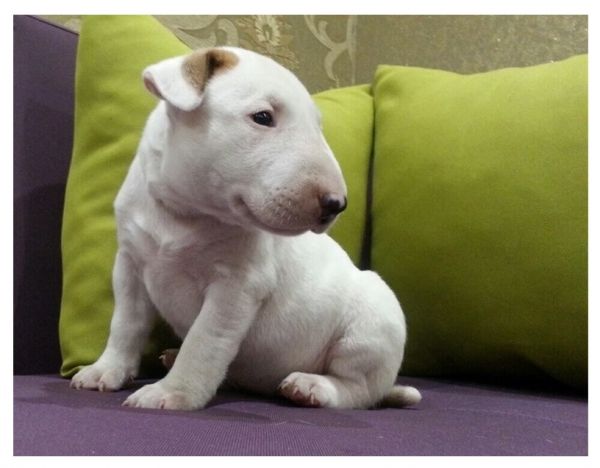 Bull Terrier puppies (***) ***-***7