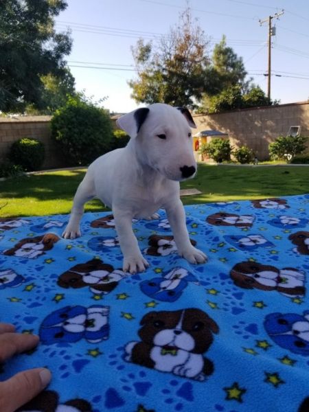 Bull terrier puppies