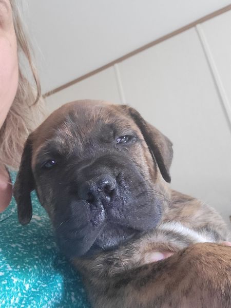 AKC Bullmastiff puppies for sale REDUCED!!