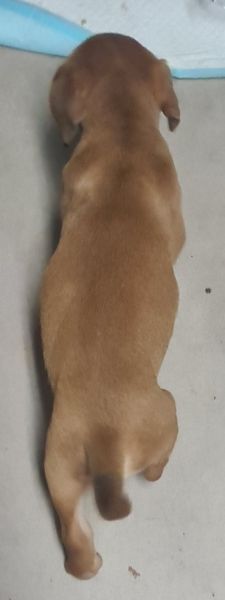 8wk old Rotti × Bullmastiff