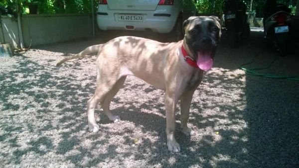 Bull-mastiff (Female) 7 Month old for sale!!!