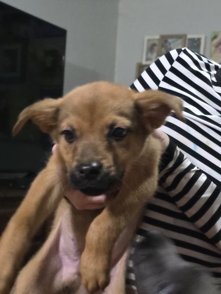 2 pups need a forever home