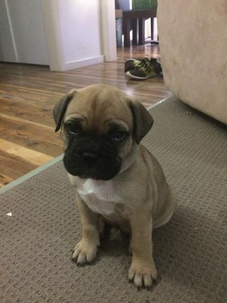 Bullmastiff puppies