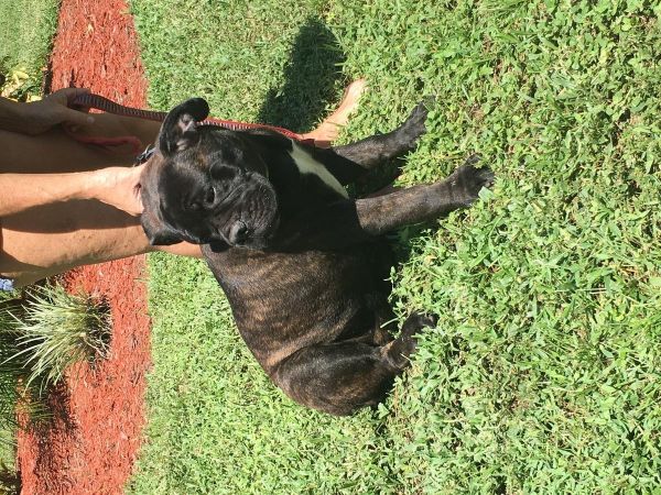 akc female bullmastiff