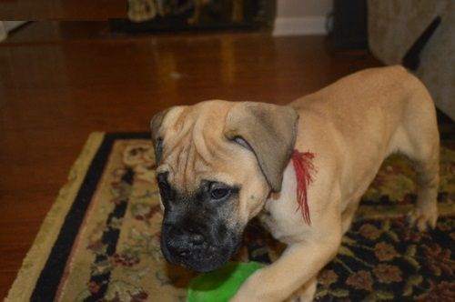 BULLMASTIFF pups