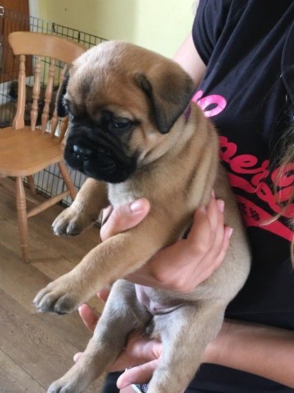 Bull Mastiff Puppies