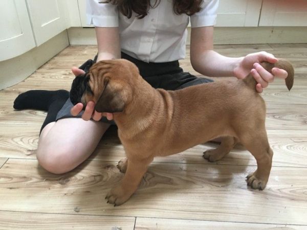 Good Looking Bullmastiff Puppies for sale