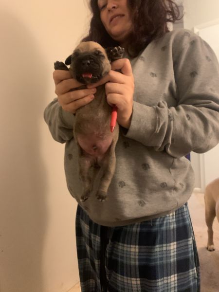 Akc registered bull mastiff puppies