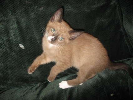 Burmese Kittens For Sale