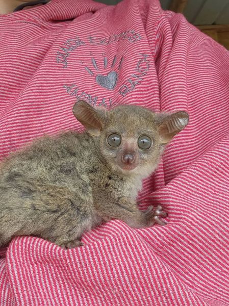 Low price bush babies