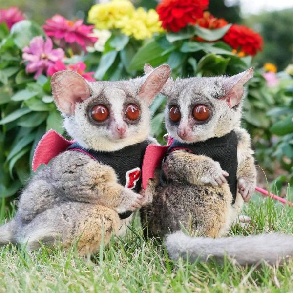 Buy galago bush babies