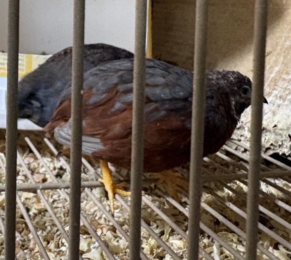 2 male redbellied button quail for sale