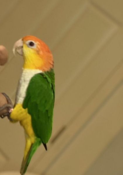 Selling Caique Parrot