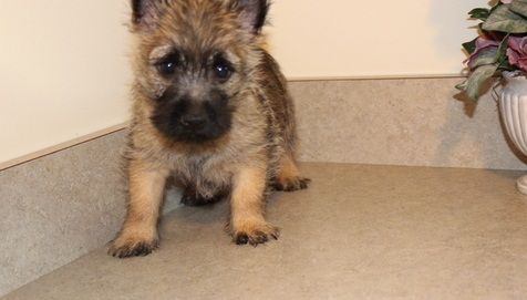 Cairn Terrier Pups
