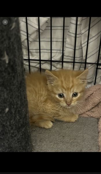 Two 6 week old calico+tabby mixed kittens