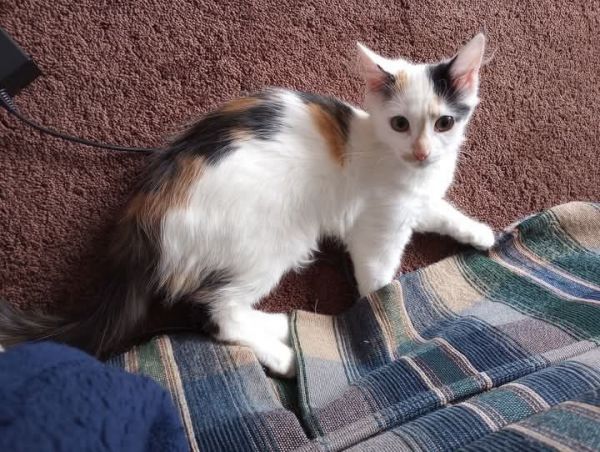 TWO SISTERS FOR SALE