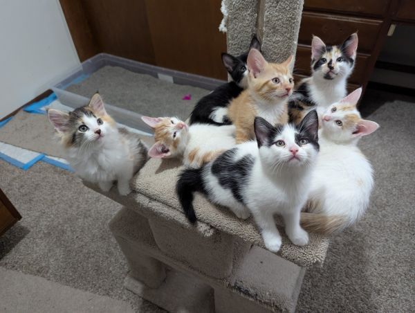 Cute and cuddly Kittens!