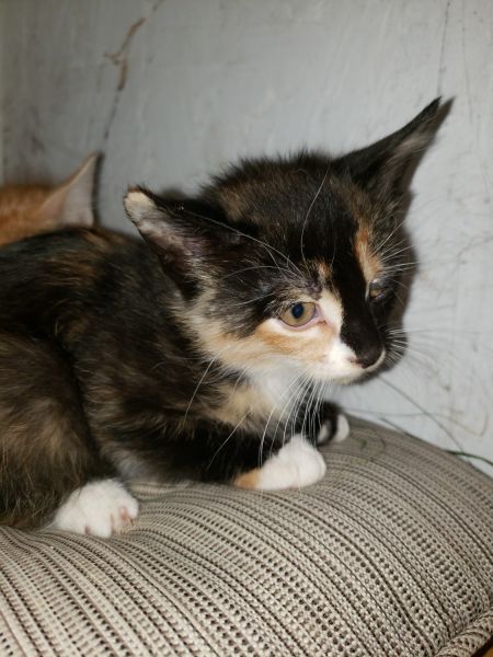Calico kitten