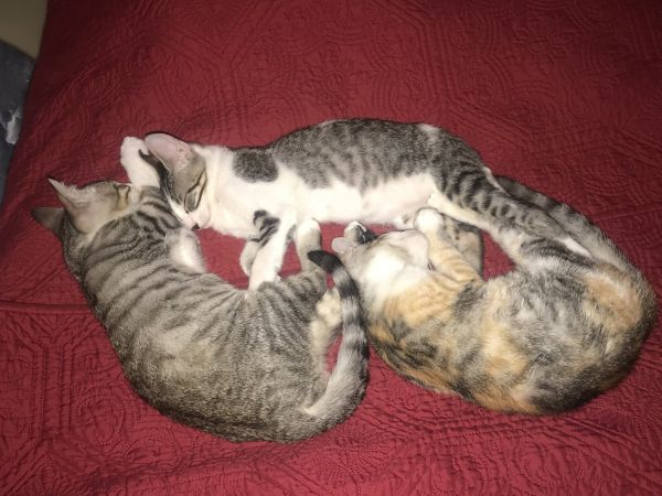 Kittens looking for good home