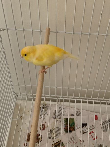 Raza Espinola canary