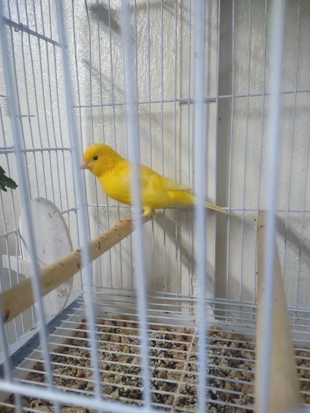 healthy and young canaries